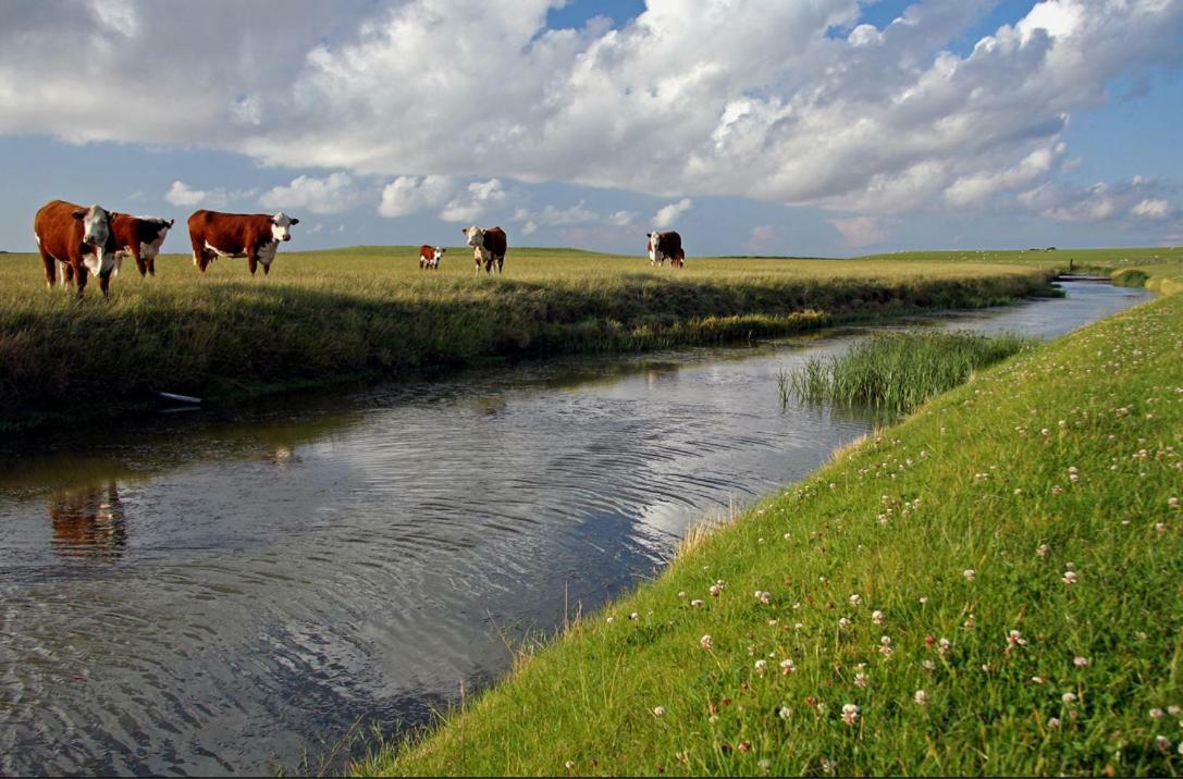 "Wattengebiet Entdeckungsreise" Tzummarum Exterior foto